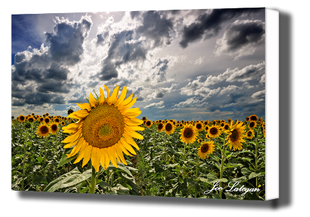 Landscape Fine Art